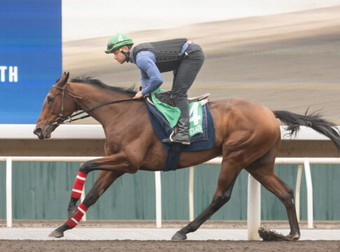 Goliaths Vorbereitung auf die "Vase" läuft weiter nach Plan Goliath am Mittwoch bei der Morgenarbeit auf der Sandbahn Foto: hkjc.com