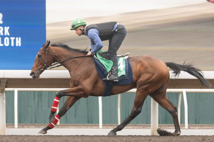 Goliath am Mittwoch bei der Morgenarbeit auf der Sandbahn Foto: hkjc.com Goliath am Mittwoch bei der Morgenarbeit auf der Sandbahn Foto: hkjc.com