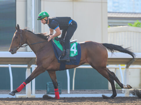 Goliaths erste Arbeit in Hong Kong: "Hat sich sehr schnell akklimatisiert" Goliath bei der Morgenarbeit in Hong Kong Foto: hkjc.com