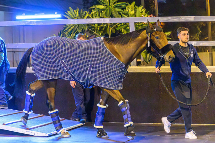 Goliath in Hong Kong Foto: hkjc.com