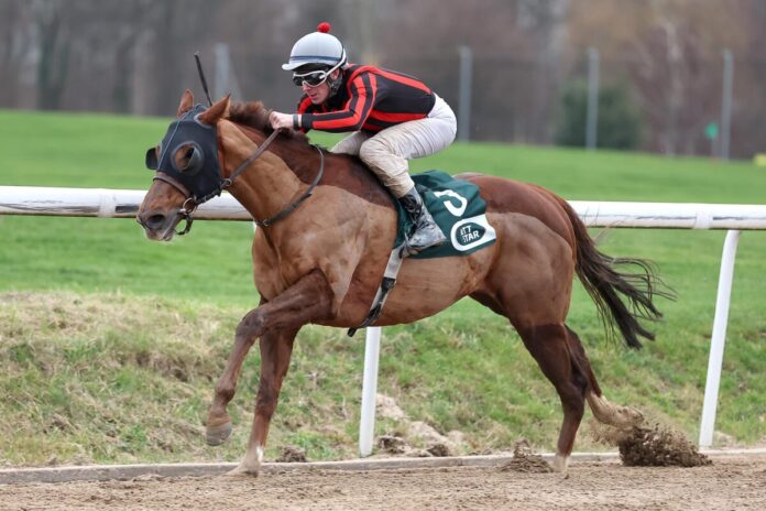 Mr Pablo siegt unter Matthew Johnson Mr Pablo siegt unter Matthew Johnson