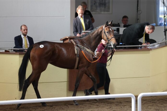 Palace Sunshine als Zweijährige bei der BBAG Palace Sunshine als Zweijährige bei der BBAG