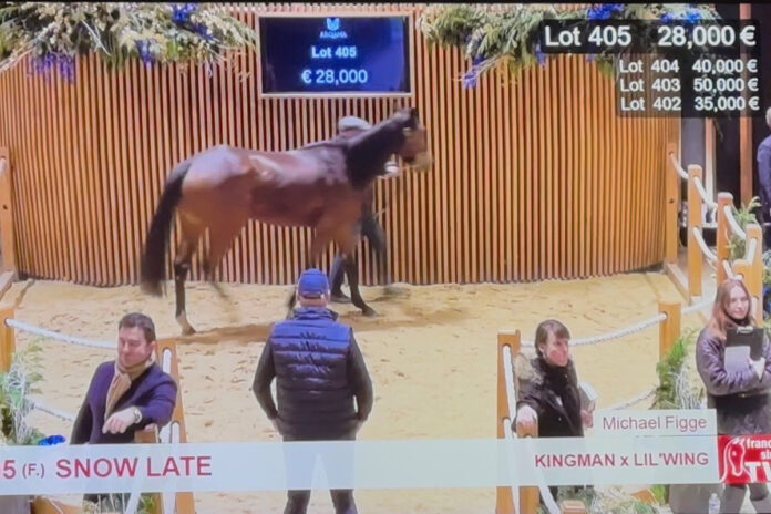 Snow Late bei der Arqana Foto: Screenshot Arqana Snow Late bei der Arqana Foto: Screenshot Arqana