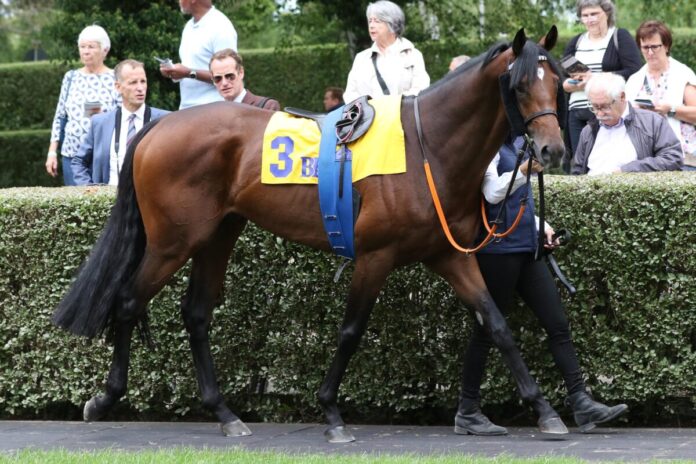 Zauberkönig Zauberkönig