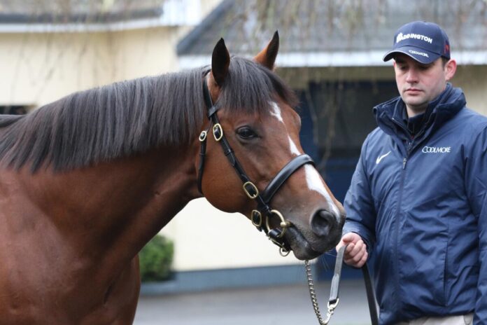 Deckhengst St Mark's Basilica Deckhengst St Mark's Basilica