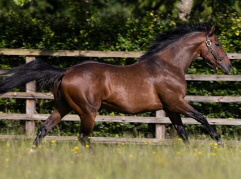 Ghaiyyath im Kildangan Stud