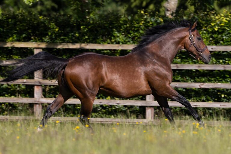 Ghaiyyath im Kildangan Stud