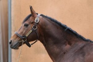 Ivanhowe im Jahr 2022 im Haras de Cercy