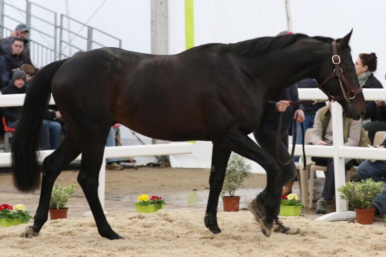 Nerium beim Salon des Etalons im Jahr 2023
