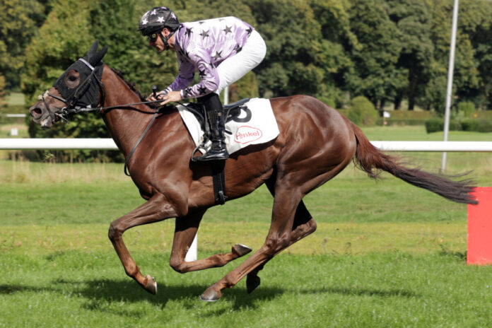 Duesseldorf, Takeo mit Rene Piechulek beim Aufgalopp Siegt Takeo als erster Deutscher im Ausland?