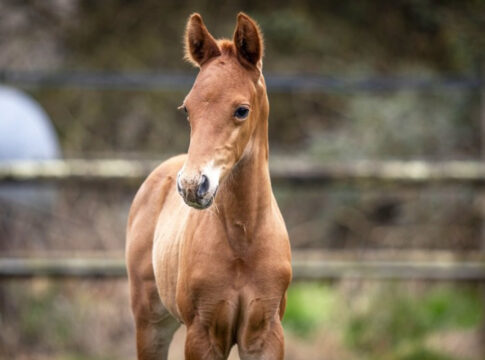 Das Al Mourtajez-Hengstfohlen sorgt für einen Rekord Foto: AKTEM