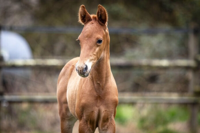 Das Al Mourtajez-Hengstfohlen sorgt für einen Rekord Foto: AKTEM Das Al Mourtajez-Hengstfohlen sorgt für einen Rekord Foto: AKTEM