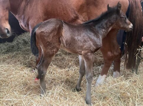 Fantastic Moons Erstling