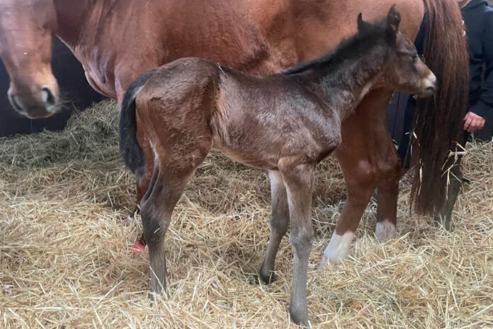 Fantastic Moons Erstling