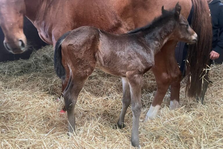 Fantastic Moons Erstling