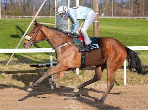 Handicapdebütant Grand Attentionne stoppt Master of Lips Grand Attentionne siegt unter Alexander Pietsch