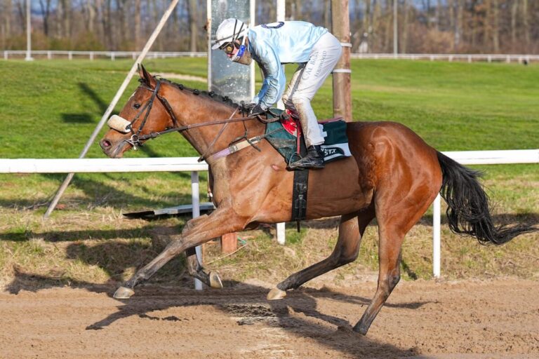 Handicapdebütant Grand Attentionne stoppt Master of Lips