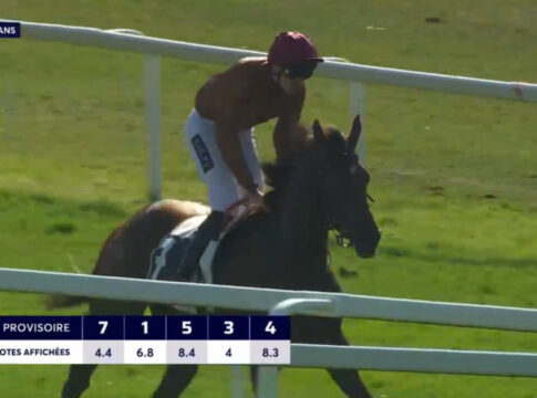 Alpenveilchen Foto: Screenshot