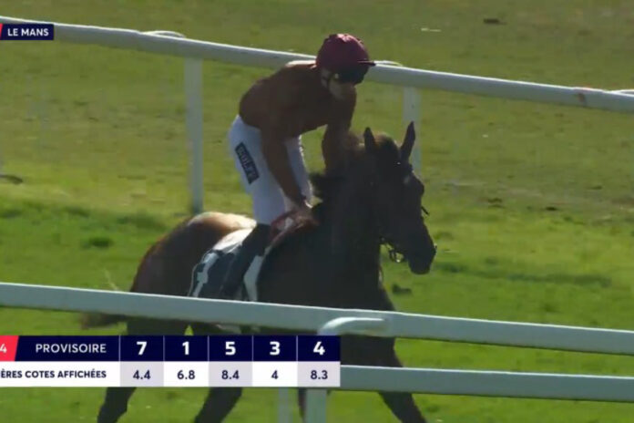 Alpenveilchen Foto: Screenshot