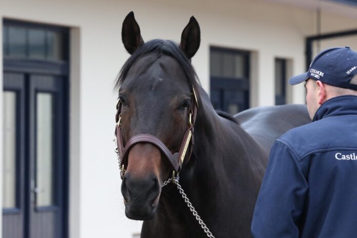 Deckhengst Blackbeard Deckhengst Blackbeard