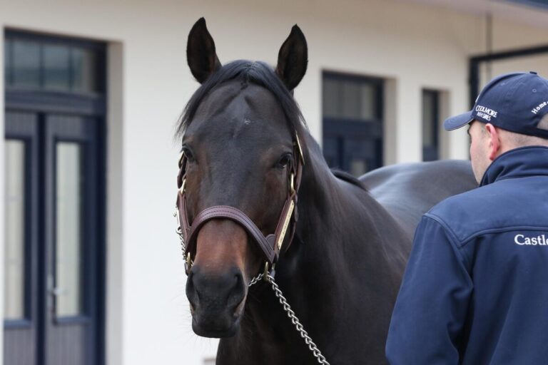 Deckhengst Blackbeard