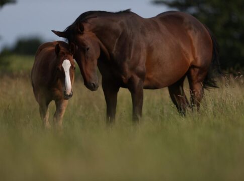 Hochkönig-Mutter erneut von Polish Vulcano gedeckt Halinara mit ihrem ersten Fohlen Halima auf der Weide