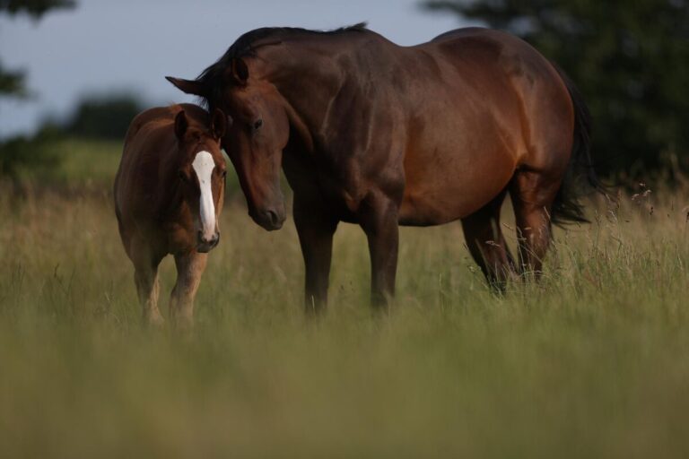 Halinara mit ihrem ersten Fohlen Halima auf der Weide