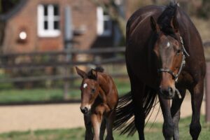 Hochkönig am 9. Lebenstag mit seiner Mutter Halinara