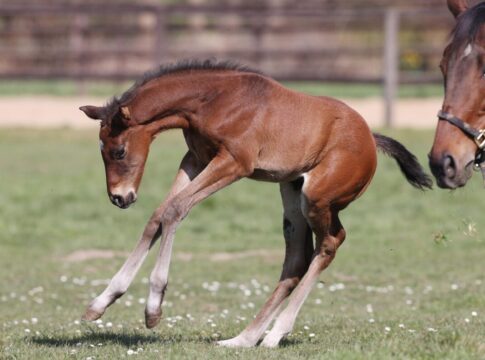 Lebensfreude pur: Hochkönig auf der Koppel