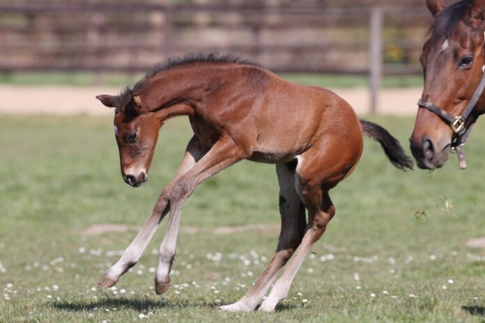 Lebensfreude pur: Hochkönig auf der Koppel