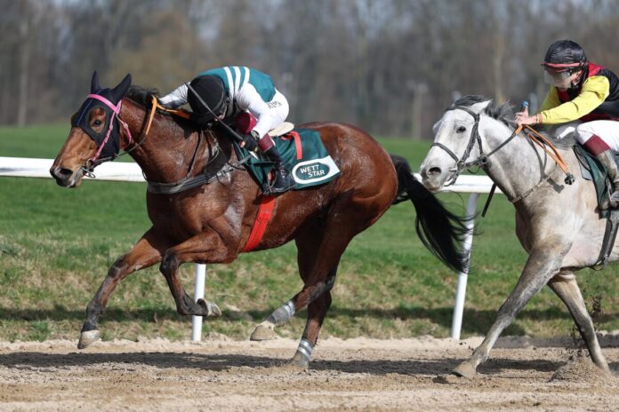 Invincible Royale siegt unter Andrea Ricupa