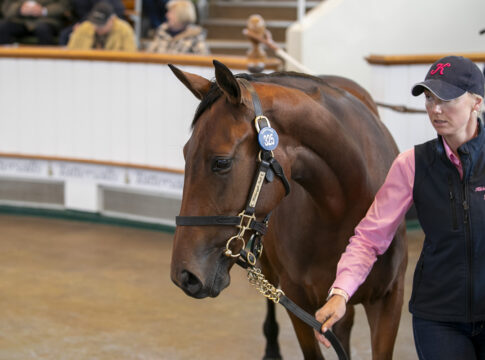 Ribbon Of Sea als Jährling im Ring bei Tattersalls Foto: Tattersalls