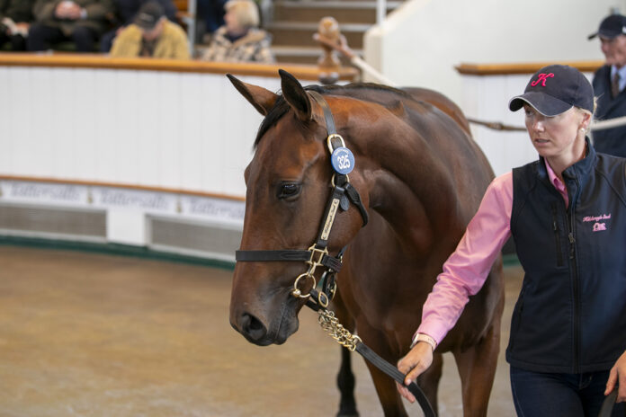 Ribbon Of Sea als Jährling im Ring bei Tattersalls Foto: Tattersalls
