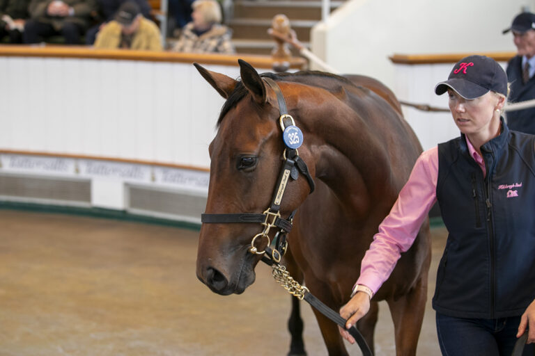 Ribbon Of Sea als Jährling im Ring bei Tattersalls Foto: Tattersalls
