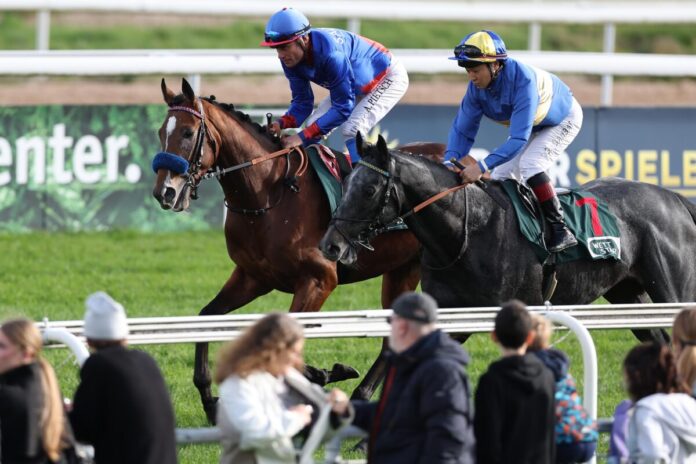 Weekend Warrior (links) neben Northern Man am 02.11.2025 Renntag in Köln