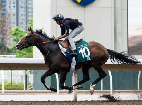 Sosie bei der Morgenarbeit in Hong Kong Foto: hkjc