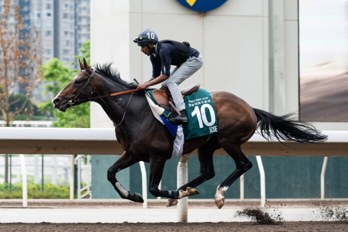 Sosie bei der Morgenarbeit in Hong Kong Foto: hkjc