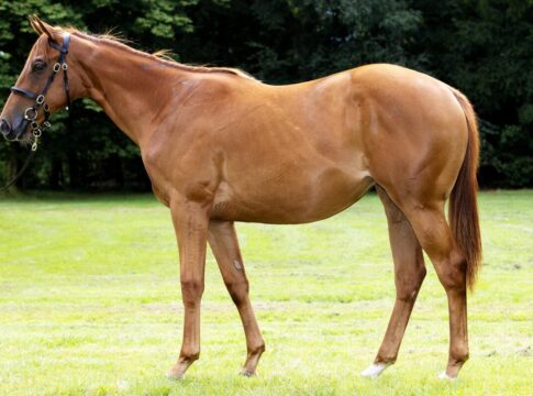 Gestüt Park Wiedingen: Auktionsjährling N.N. a.d. Douda