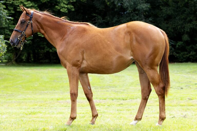 BBAG-Kauf gewinnt Top-Rennen in Newcastle