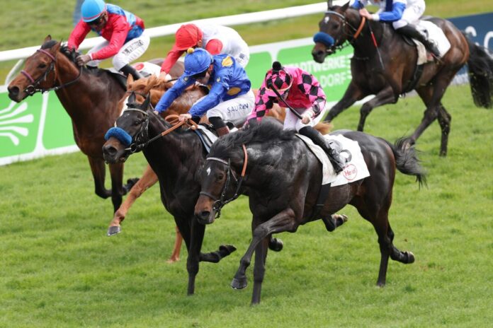 Aus diesem Düsseldorfer Rennen wurden der Sieger Tailwind (re.) und Guevara (2.v.li.) und Mystic Charly (li.) genannt