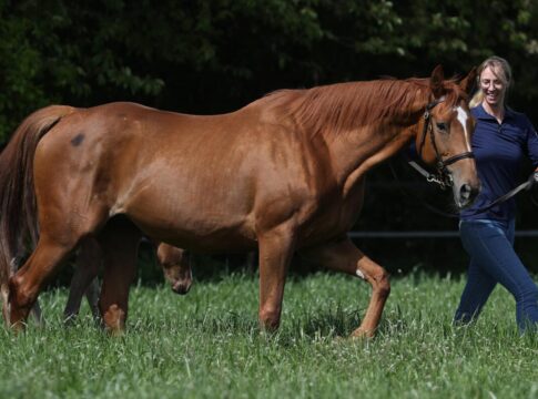 Tijuana im Gestüt Erftmühle