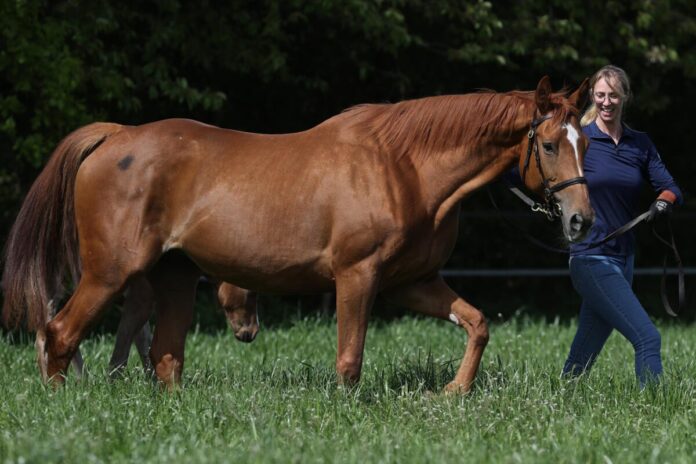 Tijuana im Gestüt Erftmühle