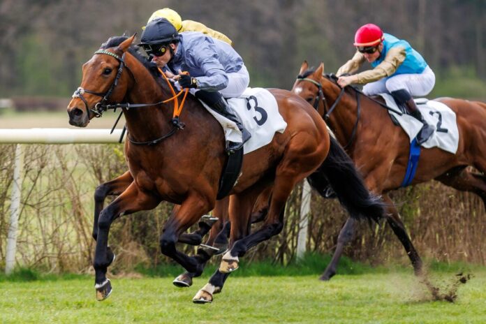 Waladares siegt unter Rene Piechulek