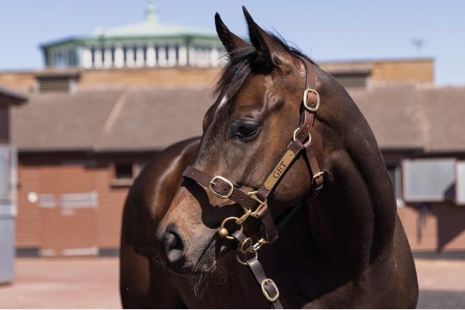 Die namenlose Churchill-Stute aus dem Vogt-Angebot (Tattersalls)