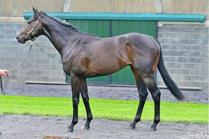 Bild: Tattersalls Ireland