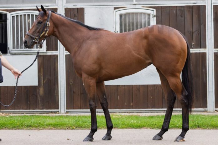 Kentucky Rain (Goffs)