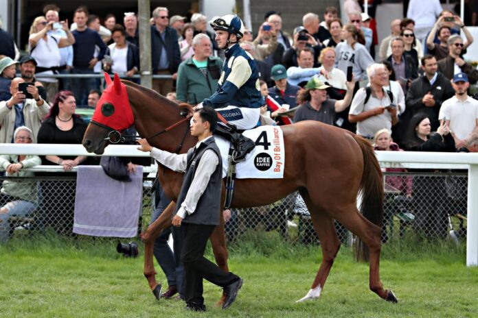 Bay Of Brilliance bei der Parade vor dem Deutschen Derby