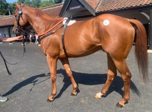 Tattersalls: Recke kauft weiter ein Vino Sauro