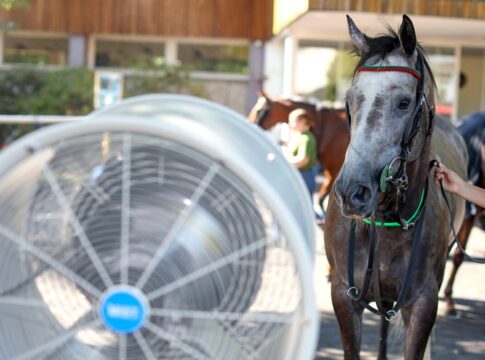 Ein Pferd genießt die Abkühlung vor den Ventilatoren im Kölner Absattelring