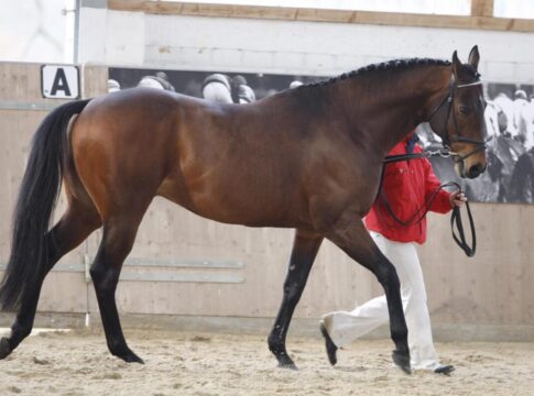 Intendant